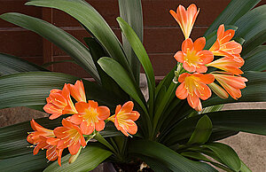 Klicka på bilden för större version

Namn: blomma7_1.jpg
Visningar: 180
Storlek: 154,8 KB
ID: 2093295