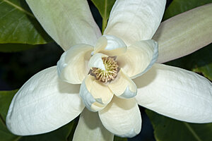 Klicka på bilden för större version

Namn: magnolia_tripetala_3732.jpg
Visningar: 189
Storlek: 124,8 KB
ID: 2093333