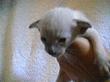 Klicka på bilden för större version

Namn: KATT1.jpg
Visningar: 273
Storlek: 12,3 KB
ID: 2093419