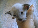 Klicka på bilden för större version

Namn: KATT3.jpg
Visningar: 278
Storlek: 12,6 KB
ID: 2093421
