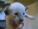 Klicka på bilden för större version

Namn: KATT4.jpg
Visningar: 310
Storlek: 12,1 KB
ID: 2093422