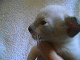 Klicka på bilden för större version

Namn: KATT6.jpg
Visningar: 272
Storlek: 12,3 KB
ID: 2093424