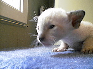 Klicka på bilden för större version

Namn: Kattunge3.jpg
Visningar: 184
Storlek: 97,7 KB
ID: 2093457