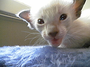 Klicka på bilden för större version

Namn: Kattunge4.jpg
Visningar: 170
Storlek: 97,2 KB
ID: 2093458