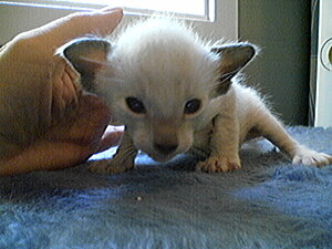 Klicka på bilden för större version

Namn: Kattunge5.jpg
Visningar: 158
Storlek: 110,4 KB
ID: 2093459