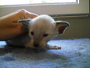 Klicka på bilden för större version

Namn: Kattunge8.jpg
Visningar: 153
Storlek: 106,2 KB
ID: 2093462