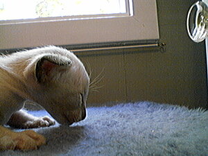 Klicka på bilden för större version

Namn: Kattunge10.jpg
Visningar: 159
Storlek: 107,2 KB
ID: 2093464
