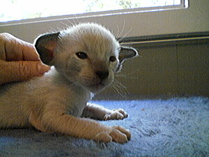 Klicka på bilden för större version

Namn: Kattunge11.jpg
Visningar: 157
Storlek: 107,4 KB
ID: 2093465