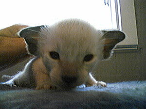 Klicka på bilden för större version

Namn: Kattunge13.jpg
Visningar: 154
Storlek: 91,3 KB
ID: 2093467