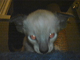 Klicka på bilden för större version

Namn: slok1.jpg
Visningar: 250
Storlek: 9,8 KB
ID: 2093468