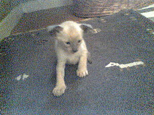 Klicka på bilden för större version

Namn: 06072116.JPG
Visningar: 150
Storlek: 55,8 KB
ID: 2093491