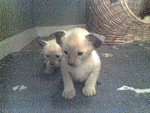 Klicka på bilden för större version

Namn: 06072115.JPG
Visningar: 147
Storlek: 56,5 KB
ID: 2093494
