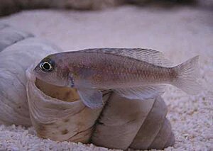 Klicka på bilden för större version

Namn: ornatipinnishona_zambia4.jpg
Visningar: 144
Storlek: 21,4 KB
ID: 2093969