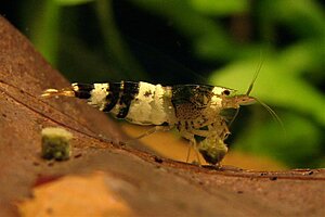 Click image for larger version

Name:	Shrimp in my tank.jpg
Views:	114
Size:	61.0 KB
ID:	2094086