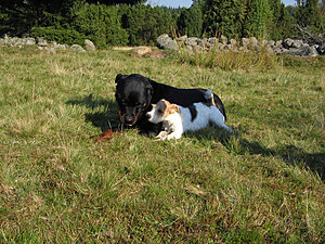Klicka på bilden för större version

Namn: IMG_2140ä.jpg
Visningar: 399
Storlek: 347,6 KB
ID: 2094268