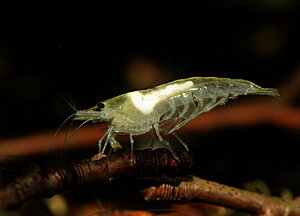 Klicka på bilden för större version

Namn: white pearl räka.jpg
Visningar: 518
Storlek: 105,3 KB
ID: 2094331