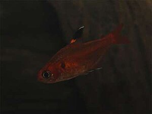 Klicka på bilden för större version

Namn: Hyphessobrycon_haraldschultzi1.jpg
Visningar: 756
Storlek: 11,2 KB
ID: 2095228