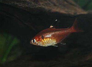 Klicka på bilden för större version

Namn: Hyphessobrycon_haraldschultzi.jpg
Visningar: 752
Storlek: 15,4 KB
ID: 2095229