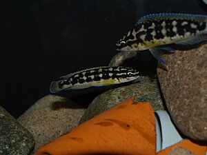 Klicka på bilden för större version

Namn: mini-P8010002.JPG
Visningar: 270
Storlek: 90,3 KB
ID: 2096114