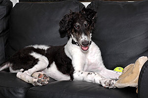 Klicka på bilden för större version

Namn: enzo-i-soffan.jpg
Visningar: 190
Storlek: 28,1 KB
ID: 2096134