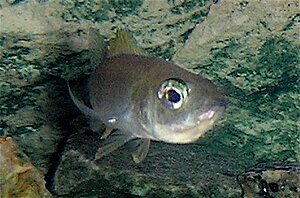 Klicka på bilden för större version

Namn: 3. DSCN1289.JPG
Visningar: 243
Storlek: 98,8 KB
ID: 2096208