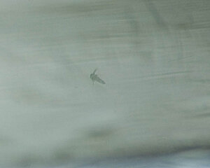 Klicka på bilden för större version

Namn: Sötvattensartemia 201.jpg
Visningar: 467
Storlek: 70,8 KB
ID: 2096352