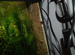Click image for larger version

Name:	mini-P9020021.JPG
Views:	105
Size:	124.0 KB
ID:	2096674