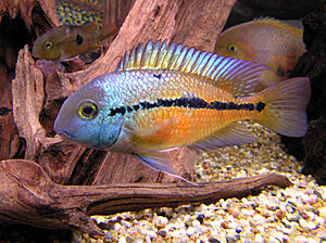 Klicka på bilden för större version

Namn: P2080035.jpg
Visningar: 579
Storlek: 136,4 KB
ID: 2096908