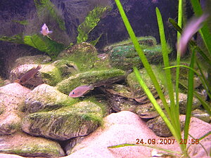 Klicka på bilden för större version

Namn: DSCN5442_1024x1000.JPG
Visningar: 204
Storlek: 486,1 KB
ID: 2096981