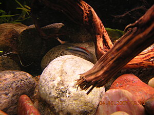 Klicka på bilden för större version

Namn: trifasciata_miljö.JPG
Visningar: 1278
Storlek: 347,1 KB
ID: 2097114