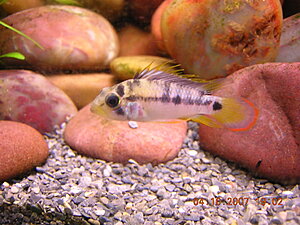 Klicka på bilden för större version

Namn: baenschi_hanne_2.JPG
Visningar: 1223
Storlek: 391,3 KB
ID: 2097116