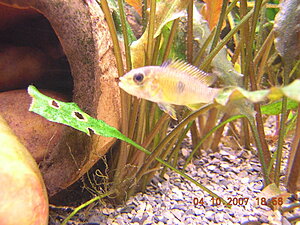 Klicka på bilden för större version

Namn: baenschi_hona.JPG
Visningar: 1202
Storlek: 421,0 KB
ID: 2097117