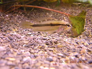 Klicka på bilden för större version

Namn: trifasciata_hona.JPG
Visningar: 1258
Storlek: 359,3 KB
ID: 2097138