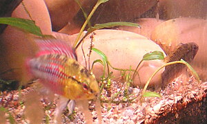 Klicka på bilden för större version

Namn: Apistogramma hongsloi_hanne_hona.JPG
Visningar: 1249
Storlek: 338,6 KB
ID: 2097167