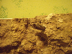 Klicka på bilden för större version

Namn: PA150032.JPG
Visningar: 235
Storlek: 430,6 KB
ID: 2097360