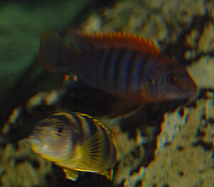 DSC_0020.JPG