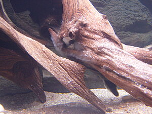 Klicka på bilden för större version

Namn: PB180009.JPG
Visningar: 180
Storlek: 403,4 KB
ID: 2097894