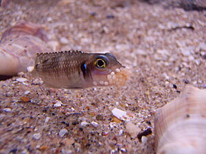 Klicka på bilden för större version

Namn: PB210053.JPG
Visningar: 194
Storlek: 352,6 KB
ID: 2097895