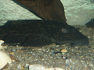 Klicka på bilden för större version

Namn: PB220101.JPG
Visningar: 178
Storlek: 319,6 KB
ID: 2097896