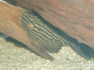 Klicka på bilden för större version

Namn: PB220102.JPG
Visningar: 155
Storlek: 359,6 KB
ID: 2097897