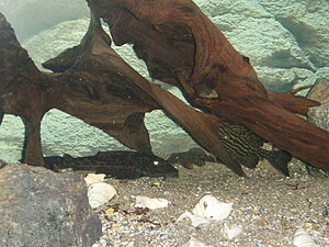 Klicka på bilden för större version

Namn: PB220104.JPG
Visningar: 151
Storlek: 454,3 KB
ID: 2097898