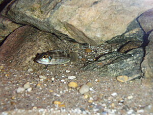 Klicka på bilden för större version

Namn: PB220111.JPG
Visningar: 168
Storlek: 354,7 KB
ID: 2097899