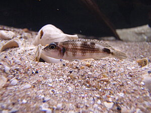 Klicka på bilden för större version

Namn: PB220147.JPG
Visningar: 168
Storlek: 341,0 KB
ID: 2097900