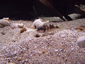 Klicka på bilden för större version

Namn: PB250047.JPG
Visningar: 149
Storlek: 418,3 KB
ID: 2097939