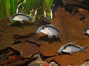 Klicka på bilden för större version

Namn: Corydoras arcuatus.jpg
Visningar: 915
Storlek: 84,3 KB
ID: 2098252