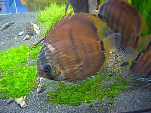 Klicka på bilden för större version

Namn: discus på mässan1_mindre.jpg
Visningar: 189
Storlek: 151,6 KB
ID: 2099180
