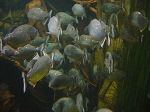 Klicka på bilden för större version

Namn: Sea life hannover2_mindre.jpg
Visningar: 197
Storlek: 93,9 KB
ID: 2099218