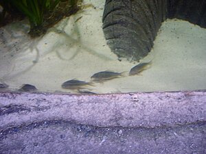Klicka på bilden för större version

Namn: Sea life hannover9_mindre.jpg
Visningar: 190
Storlek: 103,9 KB
ID: 2099223