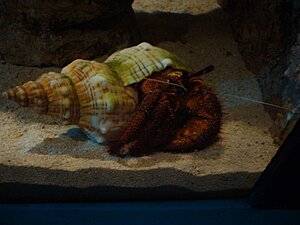 Klicka på bilden för större version

Namn: Sea life hannover22_mindre.jpg
Visningar: 189
Storlek: 89,0 KB
ID: 2099229