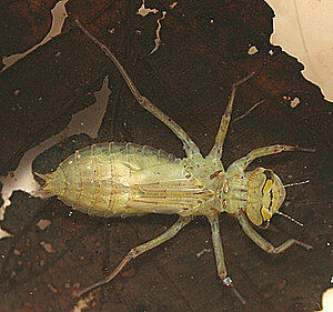 Klicka på bilden för större version

Namn: IMG_5187nyömsad.jpg
Visningar: 974
Storlek: 203,2 KB
ID: 2100295